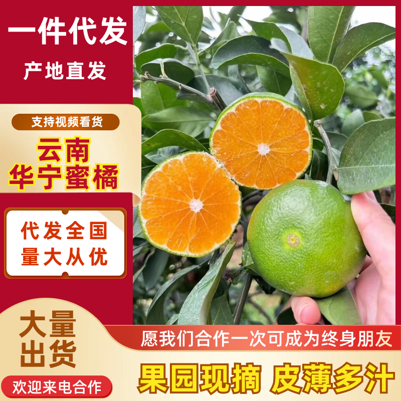 【一件代发】盘溪蜜橘华宁蜜橘云南柑桔供应市场电商社区团购