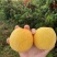 黄毛桃黄金蜜四号现摘现发品质好个头大大量上市发市场