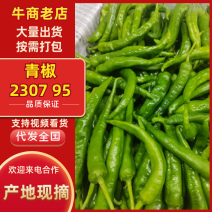 【鲜辣椒】贵州青椒230795号产地直销可对接各大市场