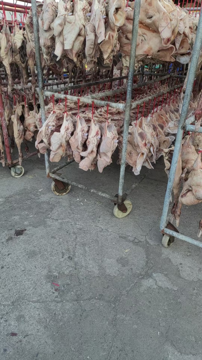 咸猪头大量供应品质保证支持视频看货欢迎下单品尝