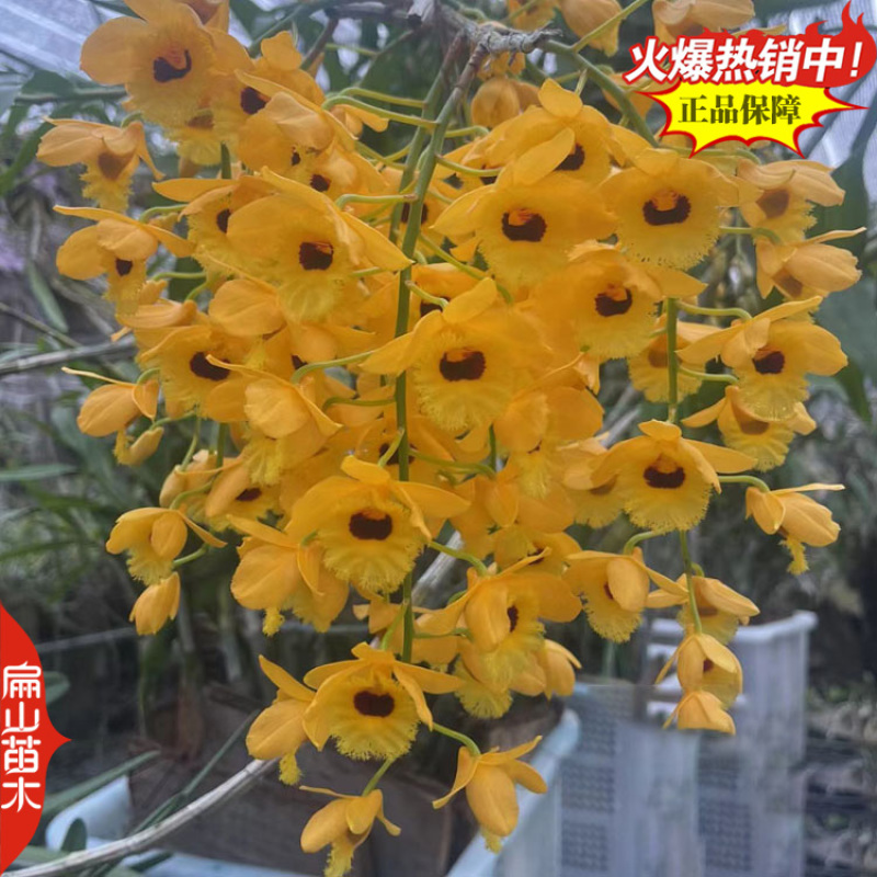 盆栽野生红杓唇石斛霍山种苗报春黄贝壳重唇瓶装袋装1珠1从