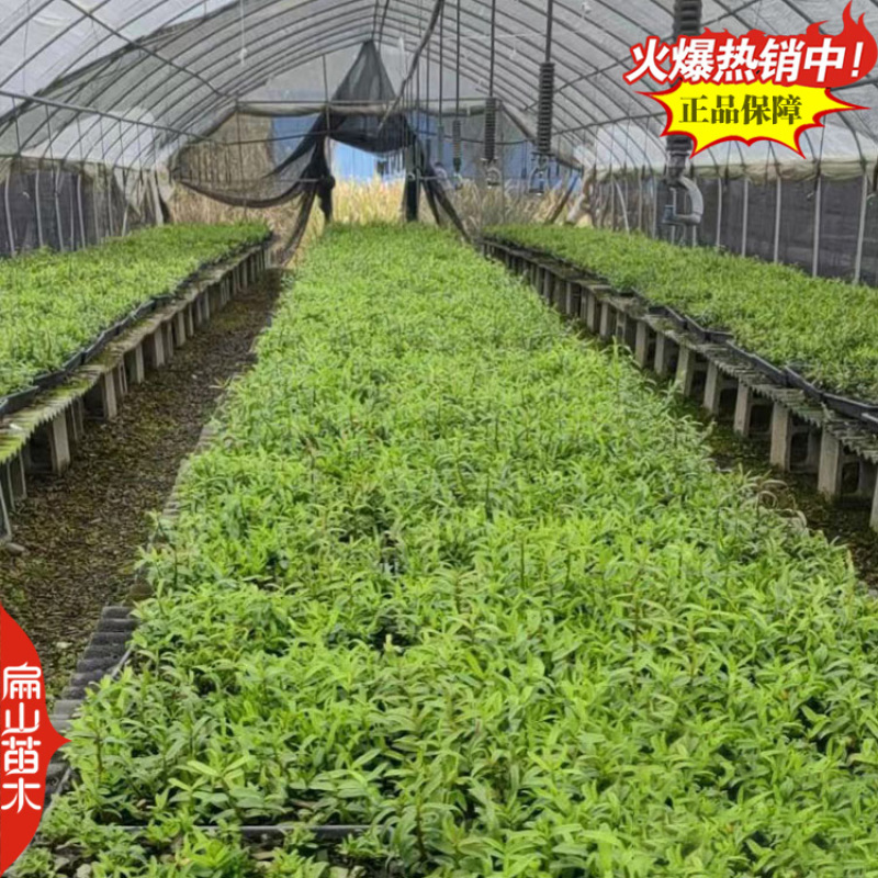盆栽野生红杓唇石斛霍山种苗报春黄贝壳重唇瓶装袋装1珠1从