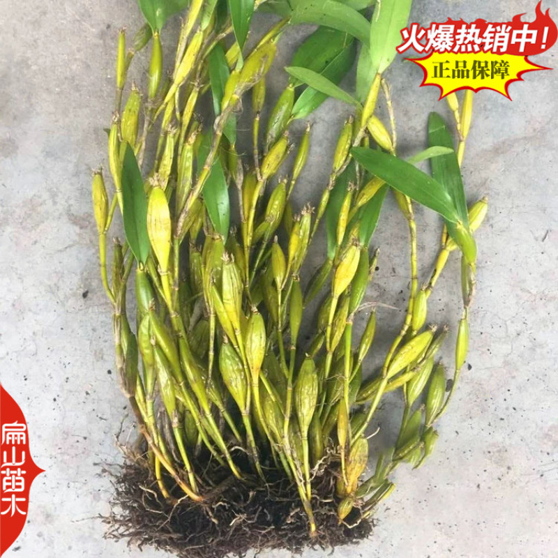 福建枫斗石斛种苗麝香檀香竹叶苗束花石斛鲜条可食用