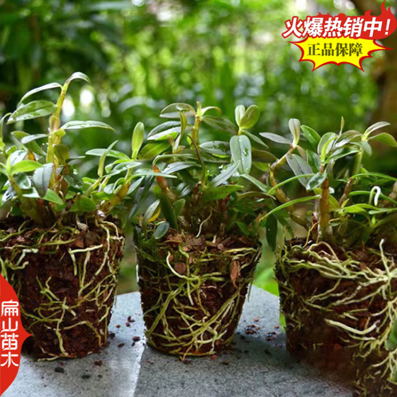 福建枫斗石斛种苗麝香檀香竹叶苗束花石斛鲜条可食用