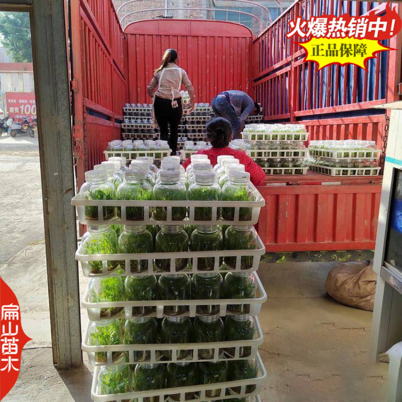 福建枫斗石斛种苗麝香檀香竹叶苗束花石斛鲜条可食用