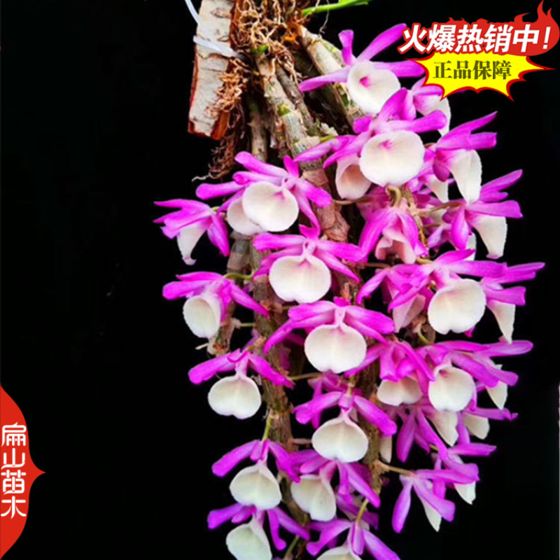 福建枫斗石斛种苗麝香檀香竹叶苗束花石斛鲜条可食用