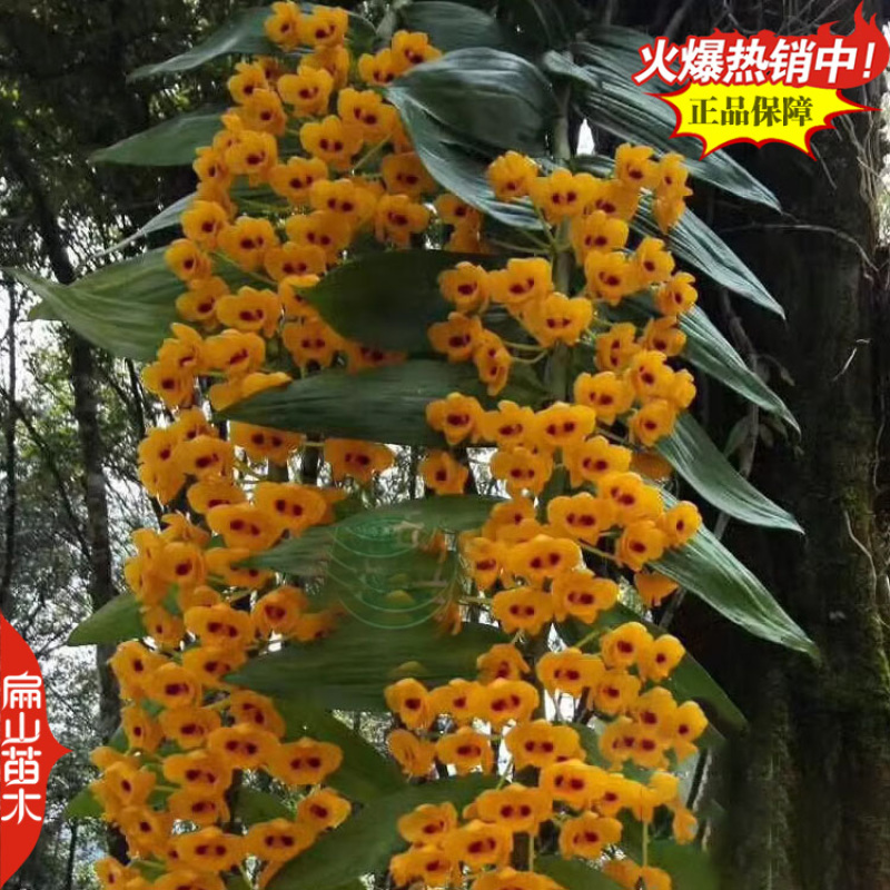 铜皮红杆石斛种苗报春晶帽美花樱天宫驯化苗1珠1丛