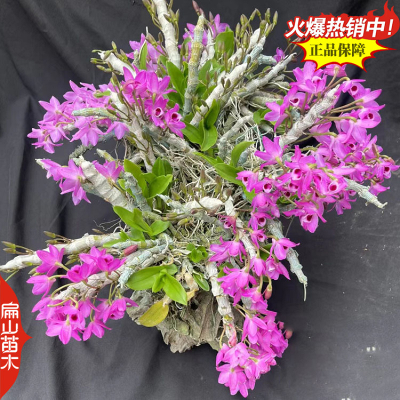 铜皮红杆石斛种苗报春晶帽美花樱天宫驯化苗1珠1丛