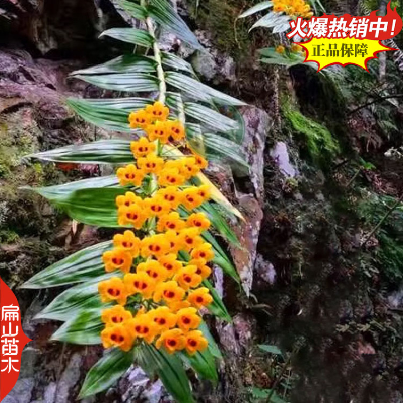 铜皮红杆石斛种苗报春晶帽美花樱天宫驯化苗1珠1丛