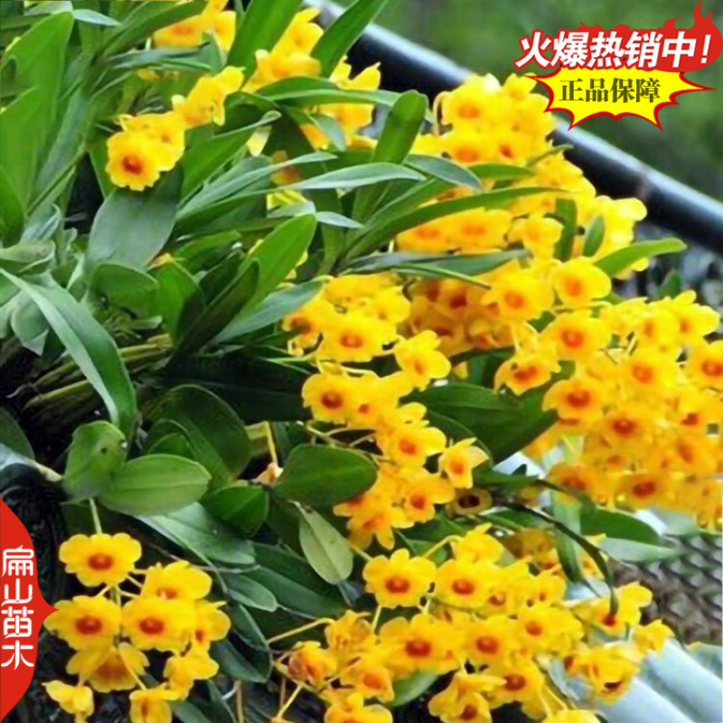 铜皮红杆石斛种苗报春晶帽美花樱天宫驯化苗1珠1丛