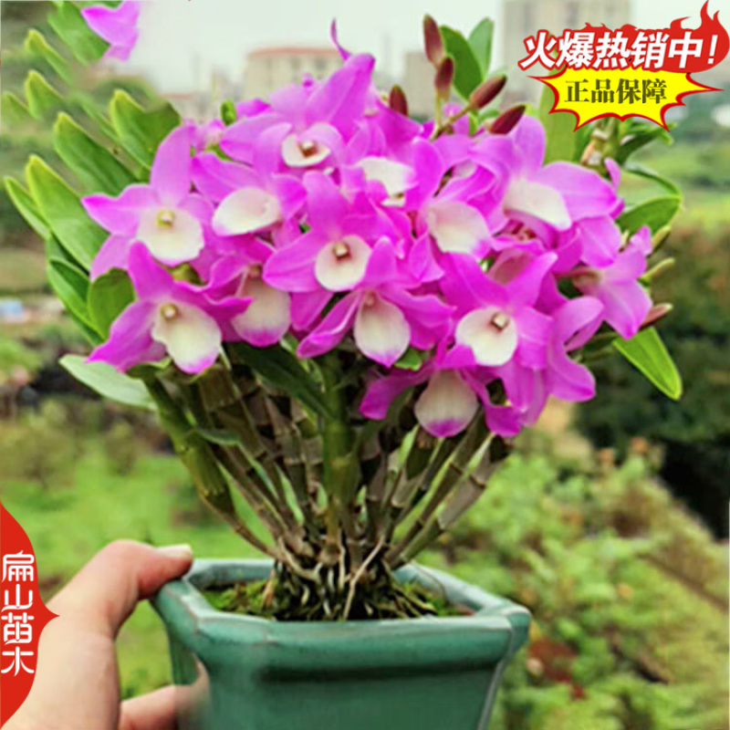 卖美花天宫石斛种苗培育球花黄构唇大魔鬼石斛品种规格众多