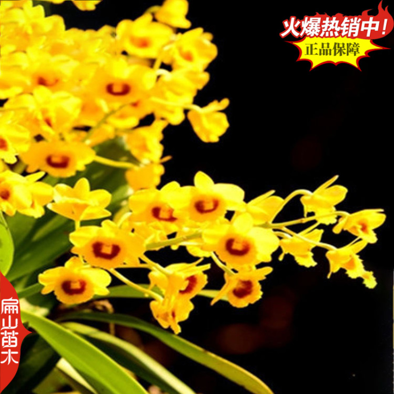 卖美花天宫石斛种苗培育球花黄构唇大魔鬼石斛品种规格众多