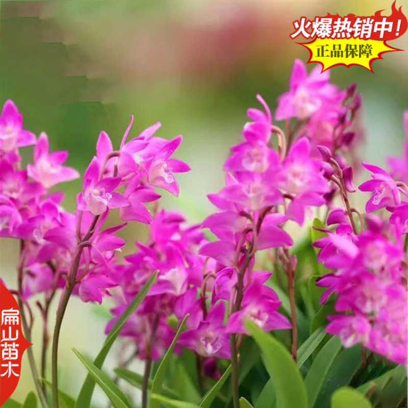 卖美花天宫石斛种苗培育球花黄构唇大魔鬼石斛品种规格众多