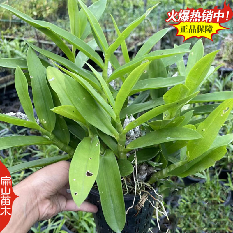瞧鼓槌石斛种苗水草红灯笼鼓槌金果苗金耳石斛1丛
