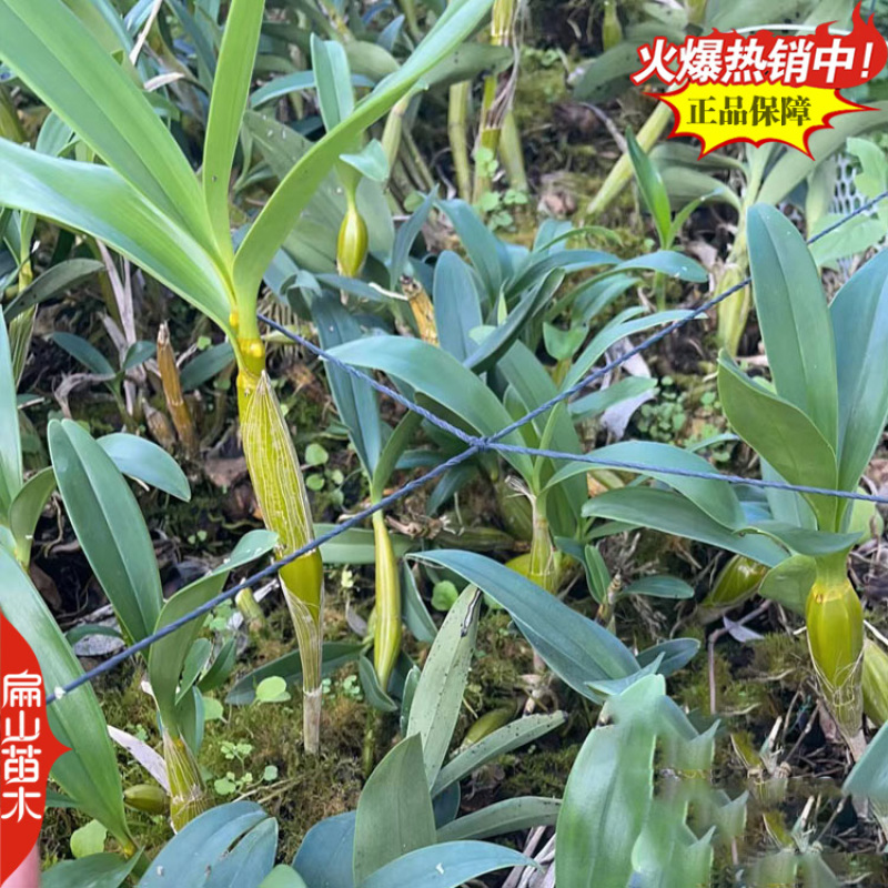 瞧鼓槌石斛种苗水草红灯笼鼓槌金果苗金耳石斛1丛