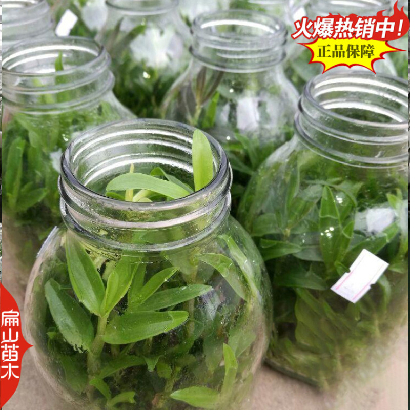 瞧鼓槌石斛种苗水草红灯笼鼓槌金果苗金耳石斛1丛