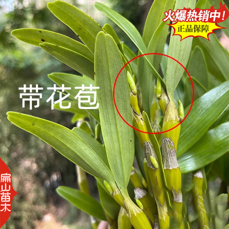 瞧鼓槌石斛种苗水草红灯笼鼓槌金果苗金耳石斛1丛