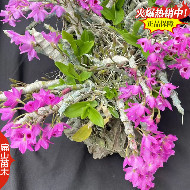 瞧鼓槌石斛种苗水草红灯笼鼓槌金果苗金耳石斛1丛
