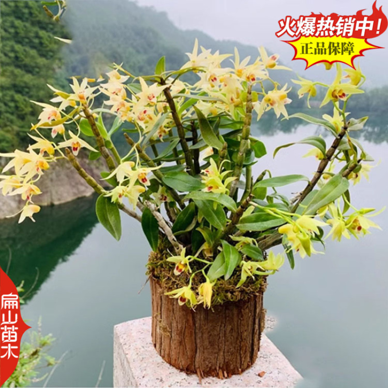 瞧鼓槌石斛种苗水草红灯笼鼓槌金果苗金耳石斛1丛