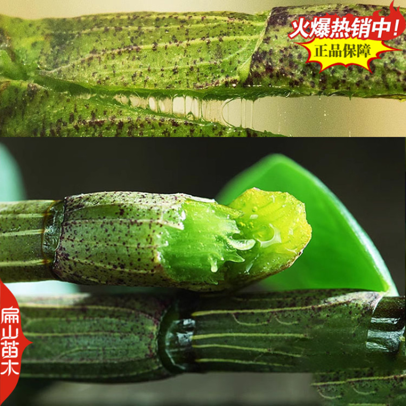 瞧鼓槌石斛种苗水草红灯笼鼓槌金果苗金耳石斛1丛