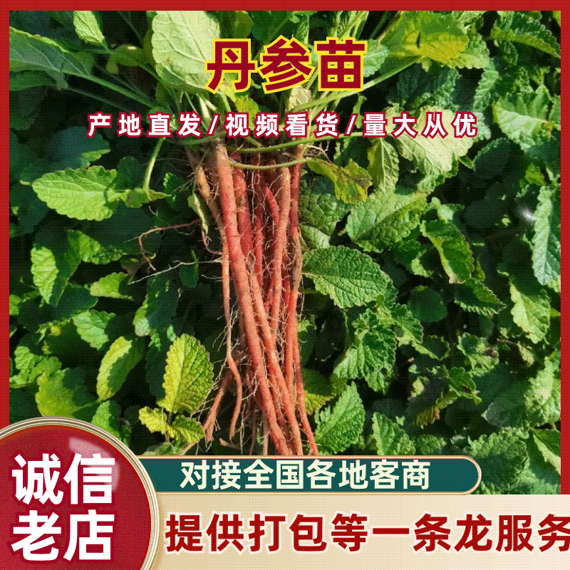 丹参苗品质保证诚信经营假一赔十欢迎联系