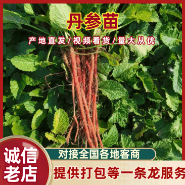 精品丹参苗，诚信经营，量大从优，欢迎客商来电咨询