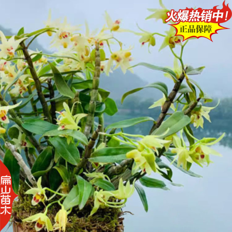 紫皮金钗石斛种苗马鞭石斛种子中草药野生石斛青皮青杆2#