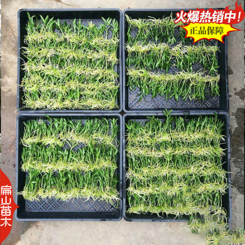 紫皮金钗石斛种苗马鞭石斛种子中草药野生石斛青皮青杆2#