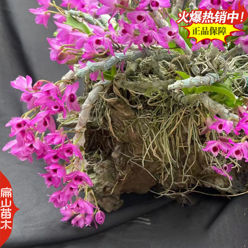 紫皮金钗石斛种苗马鞭石斛种子中草药野生石斛青皮青杆2#