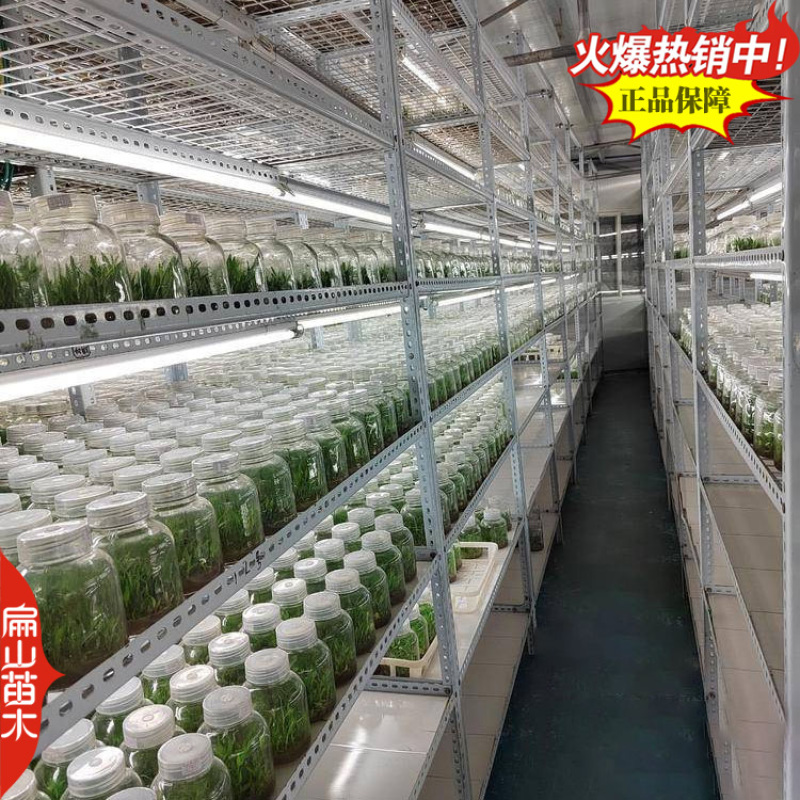 紫皮金钗石斛种苗马鞭石斛种子中草药野生石斛青皮青杆2#