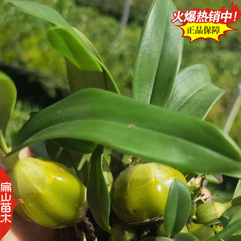 紫皮金钗石斛种苗马鞭石斛种子中草药野生石斛青皮青杆2#