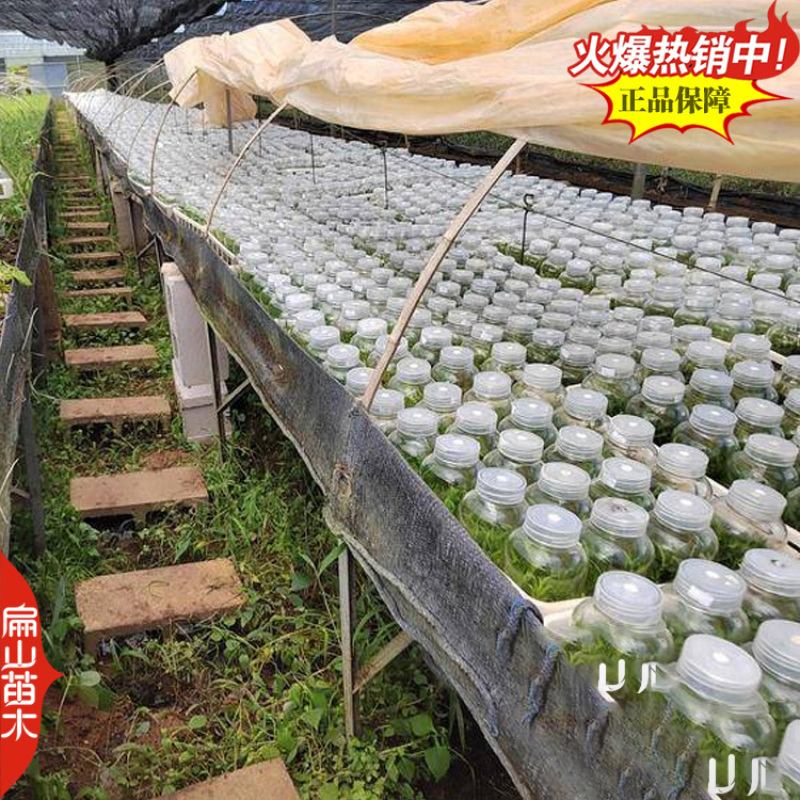 紫皮金钗石斛种苗马鞭石斛种子中草药野生石斛青皮青杆2#