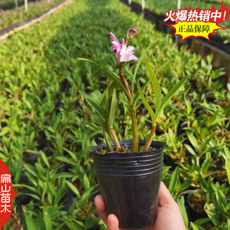 紫皮金钗石斛种苗马鞭石斛种子中草药野生石斛青皮青杆2#