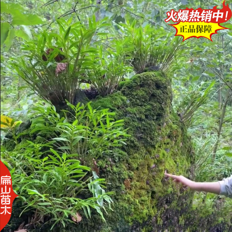 米斛石斛种苗1珠土培苗木桩盆栽树上石头上种植瓶装袋装1斤