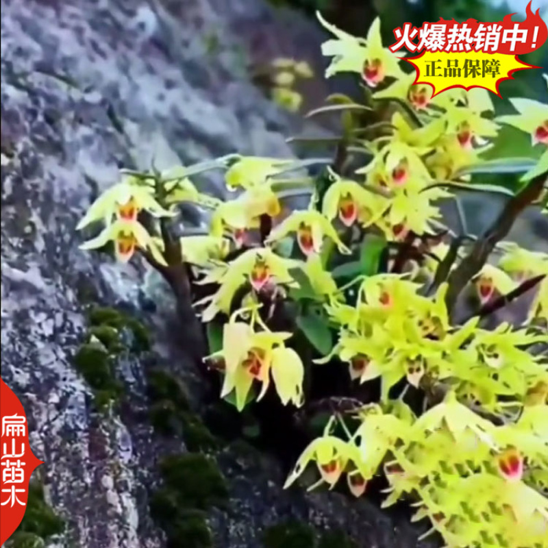 米斛石斛种苗1珠土培苗木桩盆栽树上石头上种植瓶装袋装1斤