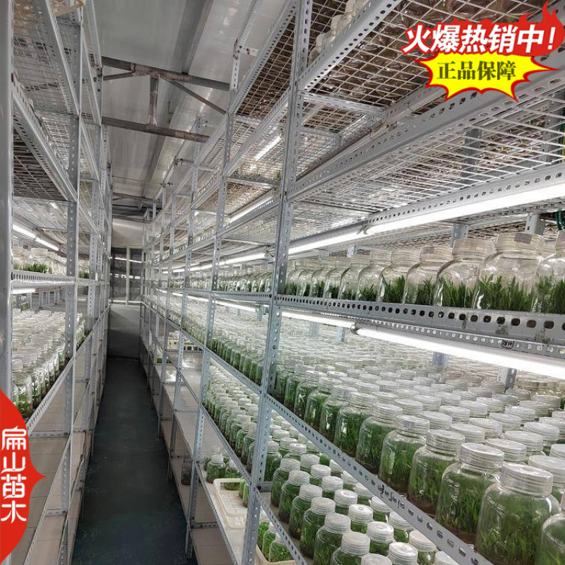 米斛石斛种苗1珠土培苗木桩盆栽树上石头上种植瓶装袋装1斤