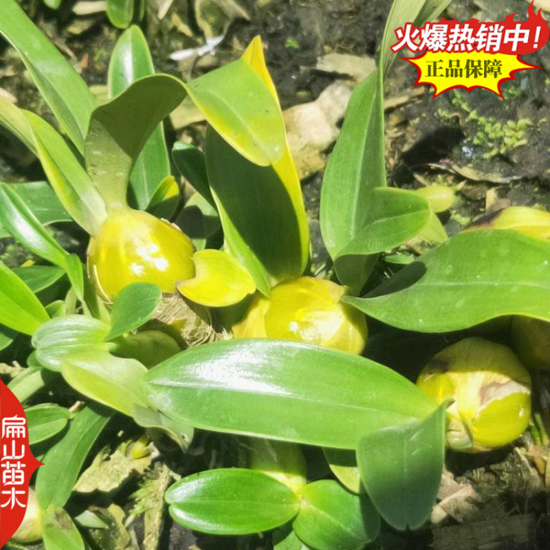 米斛石斛种苗1珠土培苗木桩盆栽树上石头上种植瓶装袋装1斤