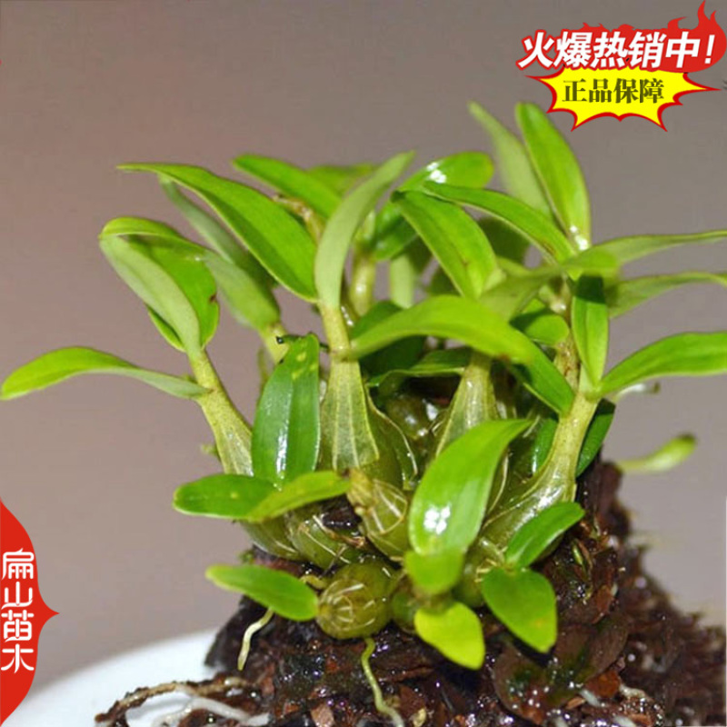 米斛石斛种苗1珠土培苗木桩盆栽树上石头上种植瓶装袋装1斤