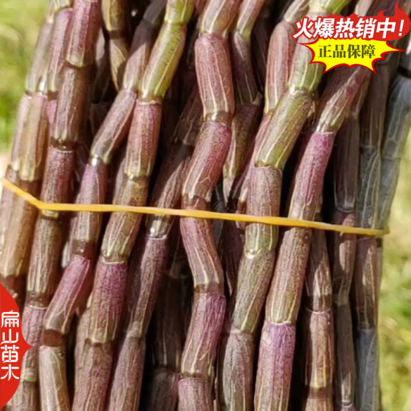 米斛石斛种苗1珠土培苗木桩盆栽树上石头上种植瓶装袋装1斤