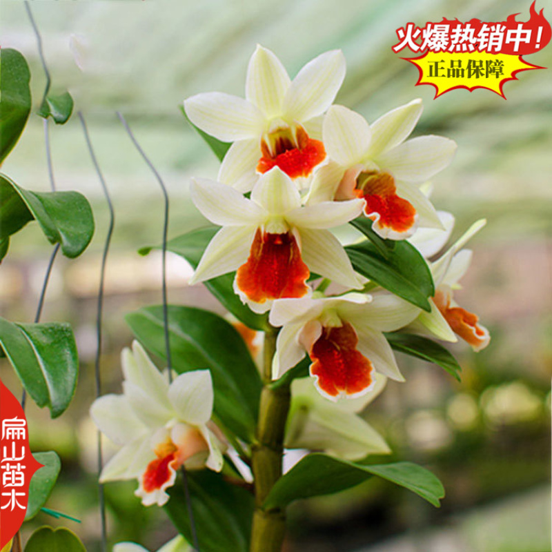 米斛石斛种苗1珠土培苗木桩盆栽树上石头上种植瓶装袋装1斤