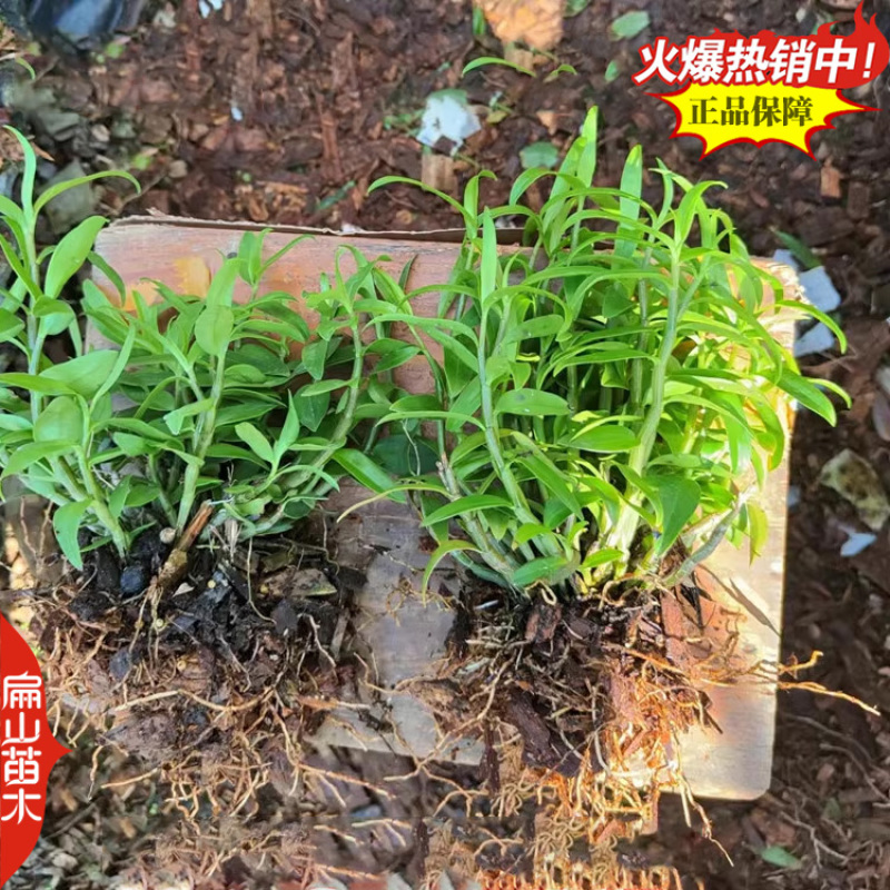 米斛石斛种苗1珠土培苗木桩盆栽树上石头上种植瓶装袋装1斤