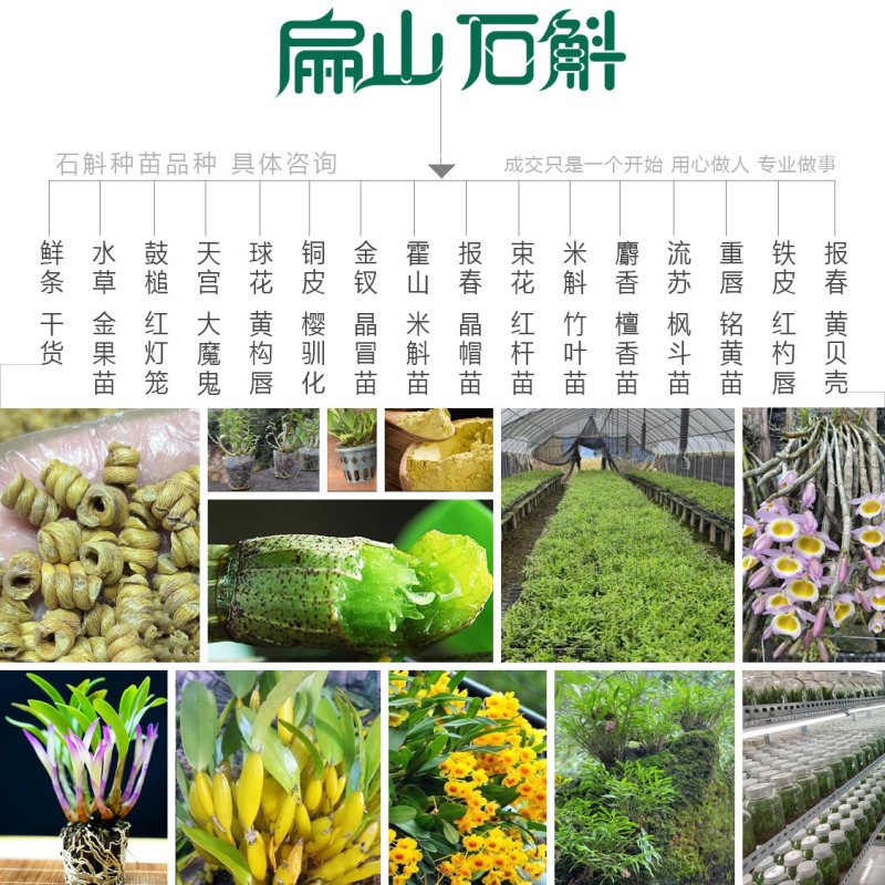米斛石斛种苗1珠土培苗木桩盆栽树上石头上种植瓶装袋装1斤