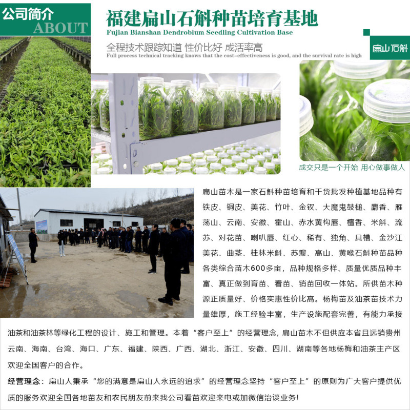 米斛石斛种苗1珠土培苗木桩盆栽树上石头上种植瓶装袋装1斤