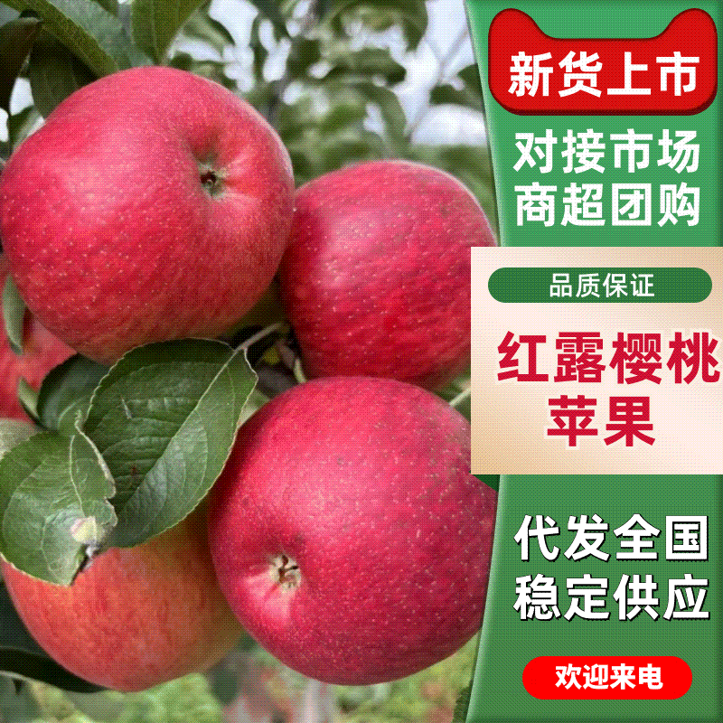 精品红露苹果云南苹果产地直发品质保障货发全国