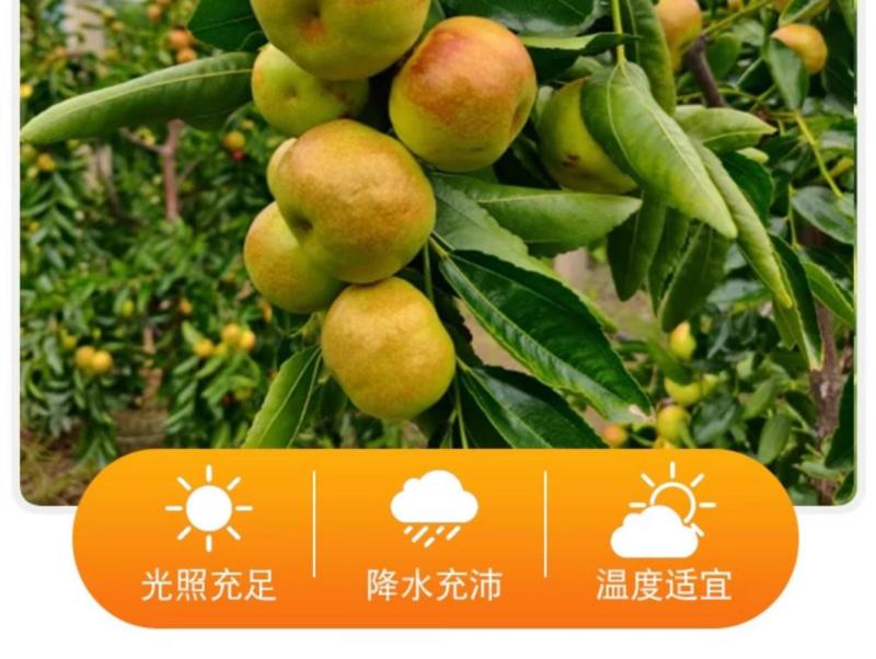 云南高山蟠枣一件代发产地直发一手货源对接各大电商平台