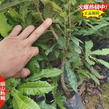 1年实生杨梅苗种子福建杨梅小杯苗没有嫁接杨梅树小杯苗批发