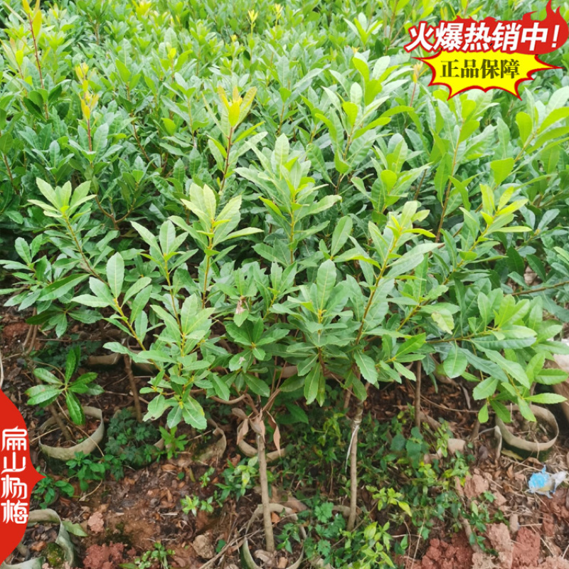 1年实生杨梅苗种子福建杨梅小杯苗没有嫁接杨梅树小杯苗批发