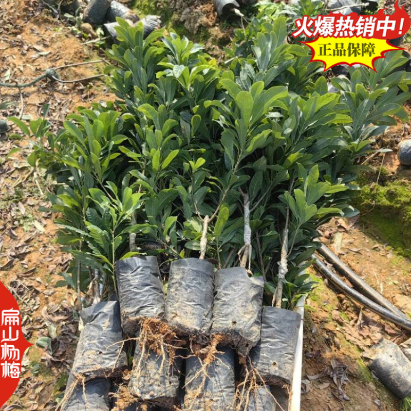 1年实生杨梅苗种子福建杨梅小杯苗没有嫁接杨梅树小杯苗批发
