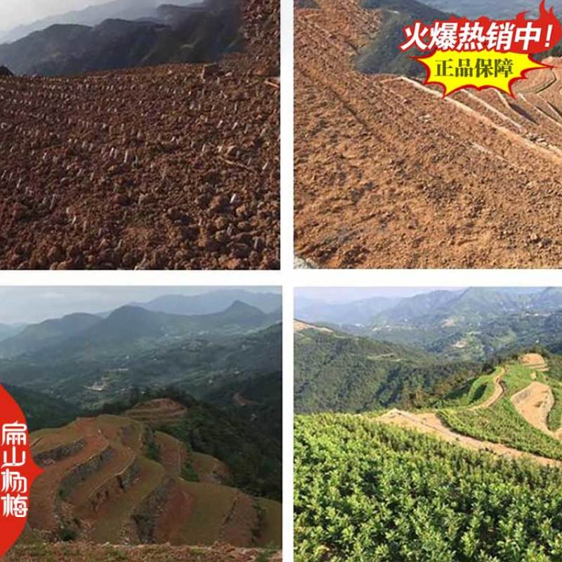 1年实生杨梅苗种子福建杨梅小杯苗没有嫁接杨梅树小杯苗批发
