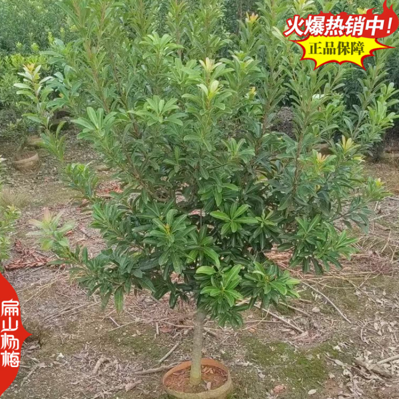 1年实生杨梅苗种子福建杨梅小杯苗没有嫁接杨梅树小杯苗批发